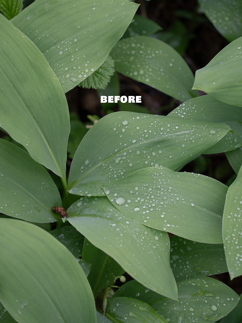 Leaf unedited